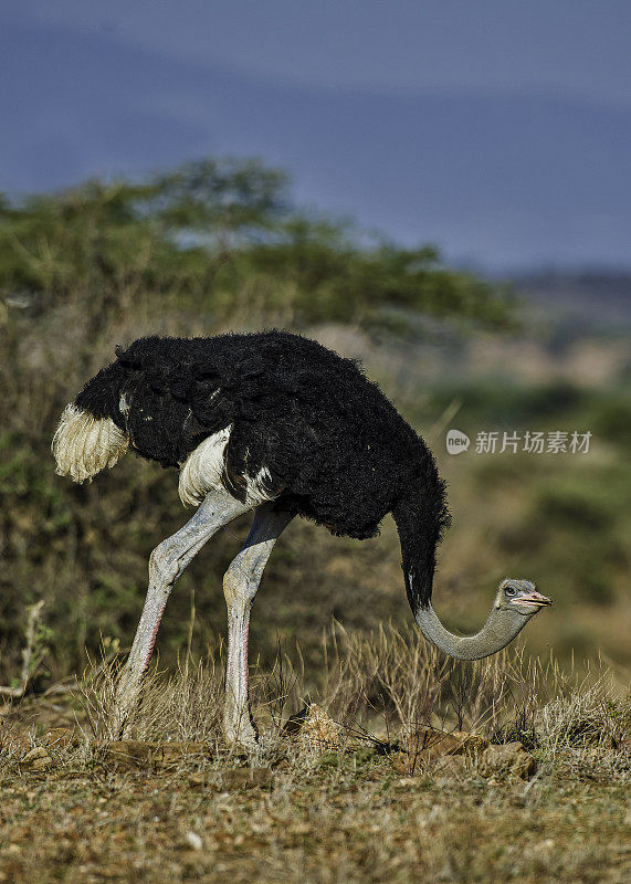 索马里鸵鸟，Struthio钼色鸵鸟或Struthio camelus，是一种大型的不会飞的鸟。肯尼亚桑布鲁国家保护区。男性。